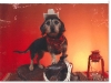 slideshow-dachshunds-03